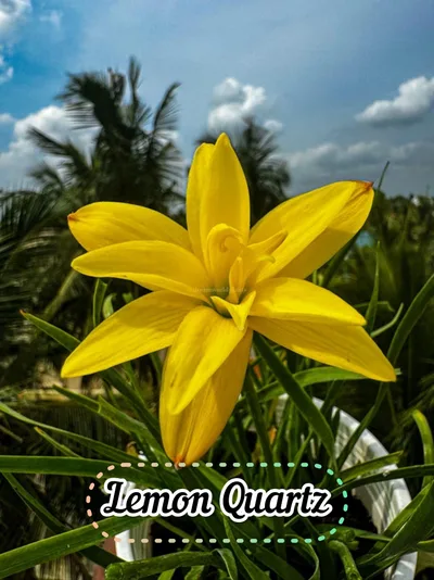 Rain Lily Lemon Quartz — thumbnail 2
