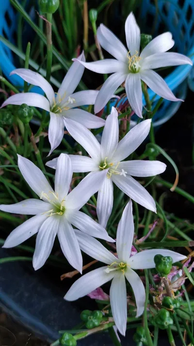 Rain Lily twinkle strain — thumbnail 2