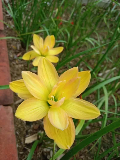 Rain Lily Moon smile 350
