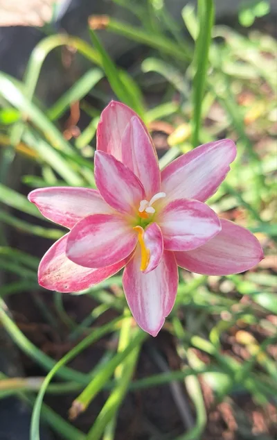 Rain Lily DE MEI LOTUS — thumbnail 4