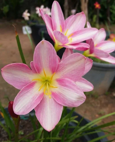 Rain Lily Sweet Heart