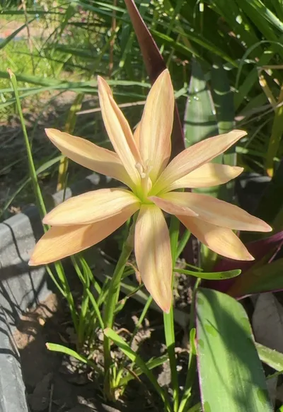 Rain Lily Taranaki