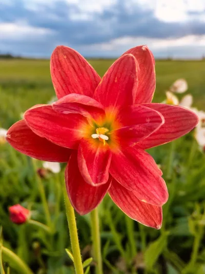 Rain Lily Si sawat...800