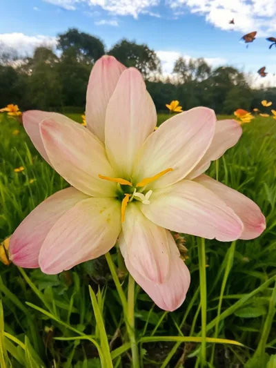 Petal Shower Mix