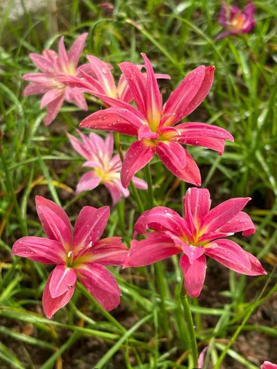 Rain Lily Cassini
