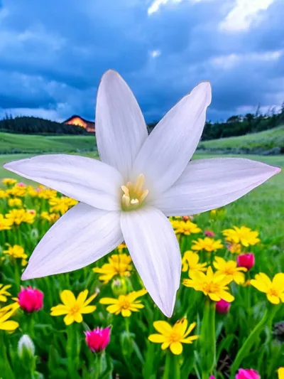 Rain Lily Mali