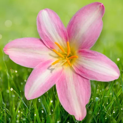Rain Lily Sweet Heart