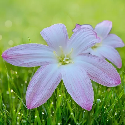 Rain Lily Sweet Memories