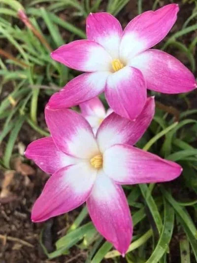 Rain Lily Petal Party