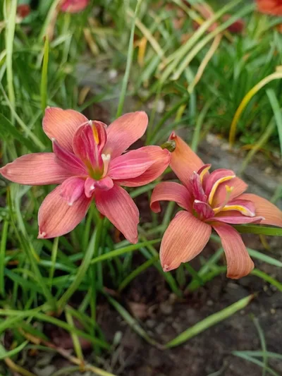 Rain Lily Volcano