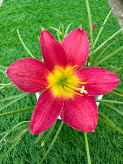 Rain Lily Red Lamduan