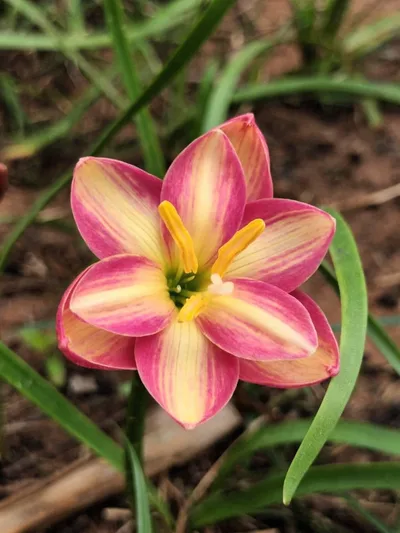 Rain Lily DOUBLE MARY