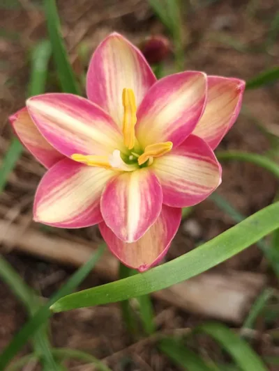 Rain Lily DOUBLE MARY