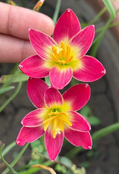 Rain Lily Pink jira — photo 3