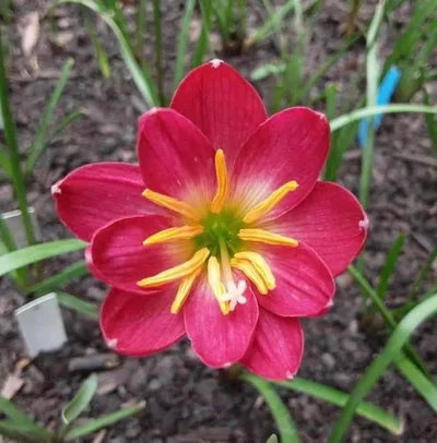 Rain Lily Love February
