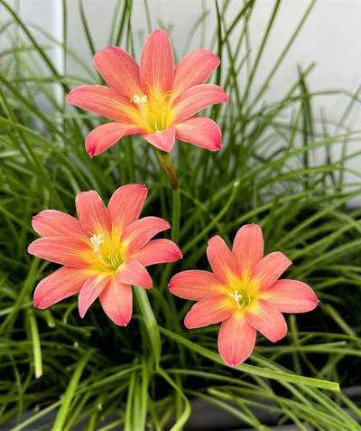 Rain Lily Maruko — thumbnail 4