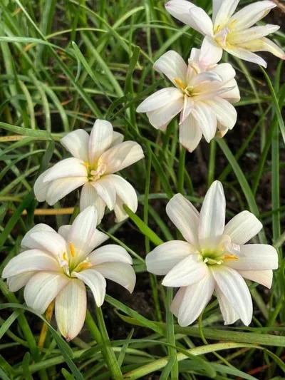 Rain Lily Himalayan — thumbnail 1