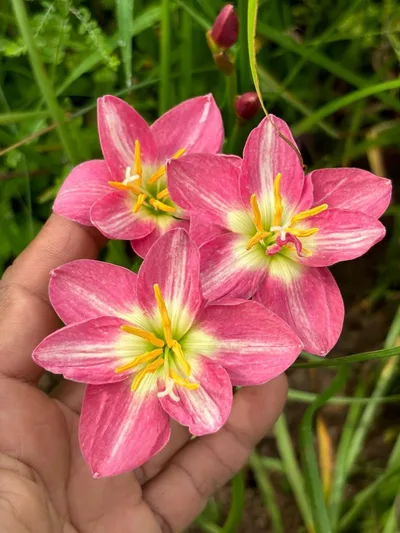 Rain Lily Pink Needle