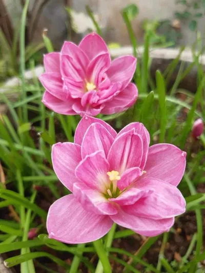 Rain Lily Sandee