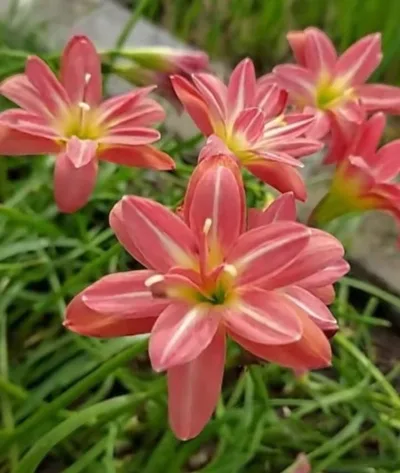 Rain Lily Tamao
