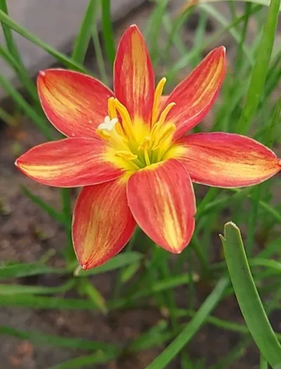 Pookalam Petal Perfect Lilies