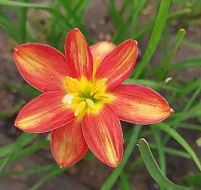 Rain Lily Orange burst 230