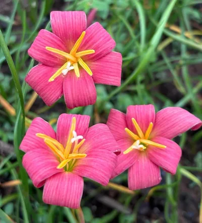 Rain Lily Cute Lady