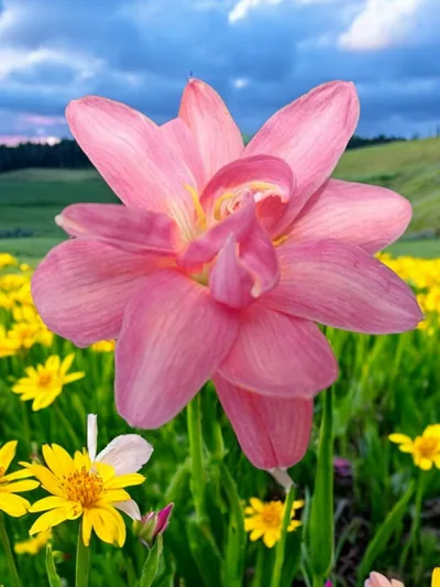 Rain Lily Viola