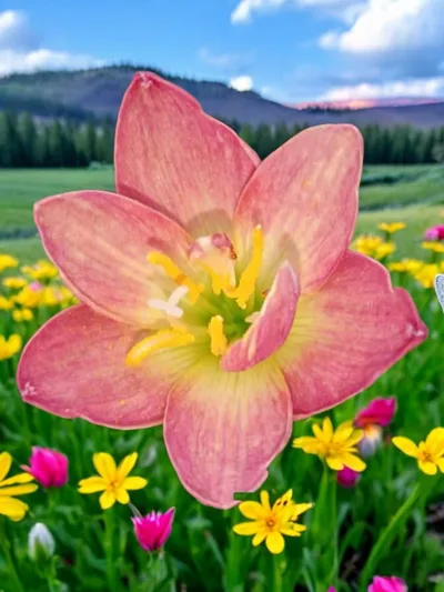 Rain Lily Touch of love
