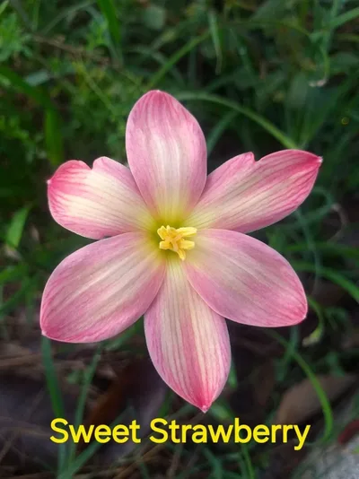 Rain Lily Sweet Strawberry — thumbnail 2