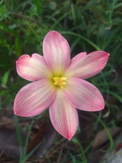 Rain Lily Sweet Strawberry — thumbnail 1