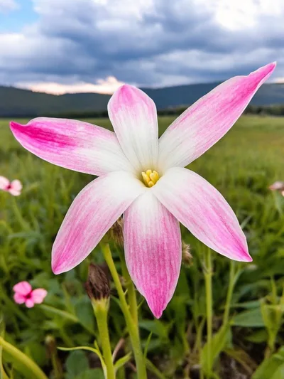 Rain Lily Summer Chill