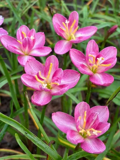 Rain Lily Pink Pearl