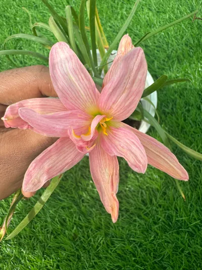 Rain Lily Sea Bunny