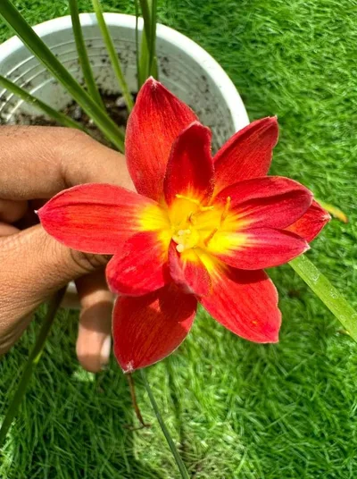 Rain Lily Dark Red NK