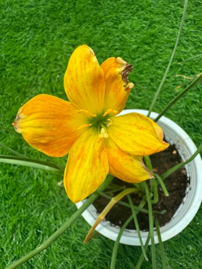 Rain Lily Life and Joy