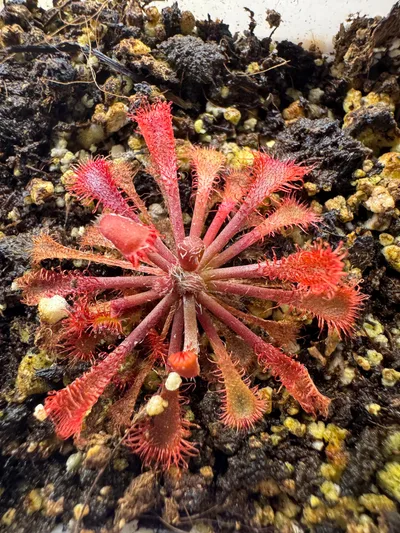 Drosera Spatulata x Ultramafica
