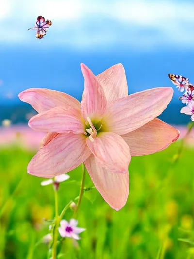 Rain Lily Noru