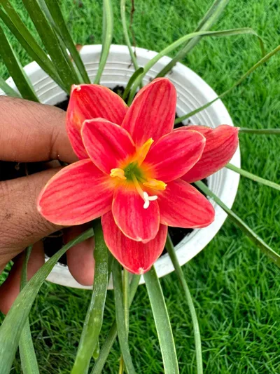 Rain Lily Srisawat — thumbnail 3