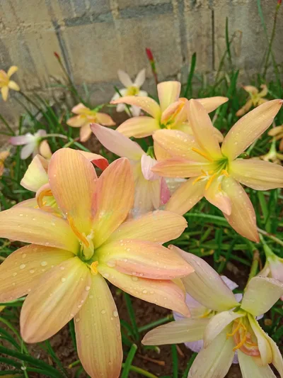Rain Lily Yellow Card