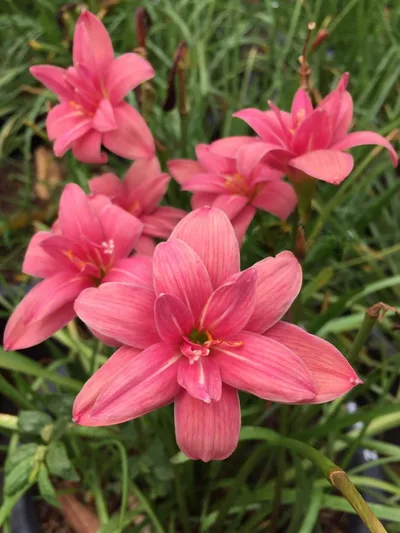 Rain Lily Pink Ruby — thumbnail 3