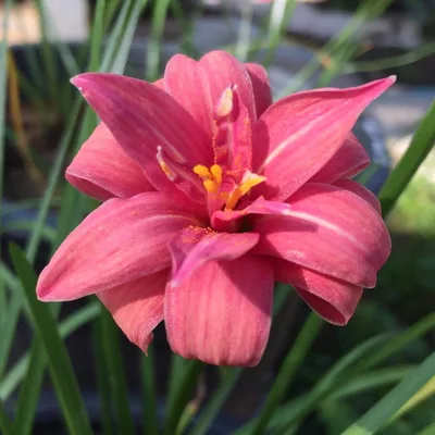 Rain Lily Pink Ruby — thumbnail 2