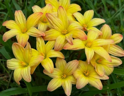 Rain Lily Noble Gold, Nobel — thumbnail 5