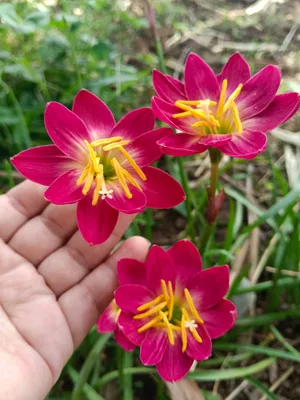 Rain Lily Love February