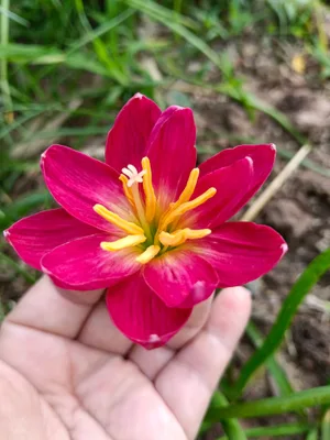 Rain Lily Love February
