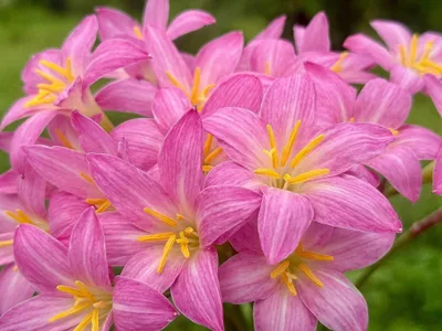 Rain Lily Pretty Papillon