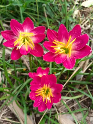 Rain Lily Love February — thumbnail 6