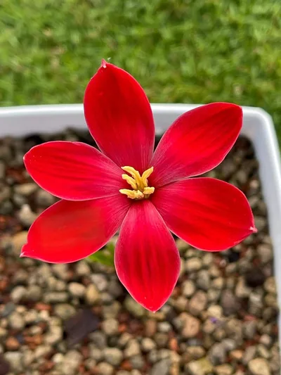 Rain Lily Heart flutter — thumbnail 2