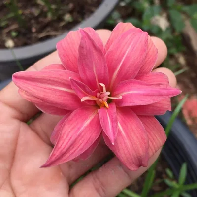 Rain Lily Pink Ruby — thumbnail 1