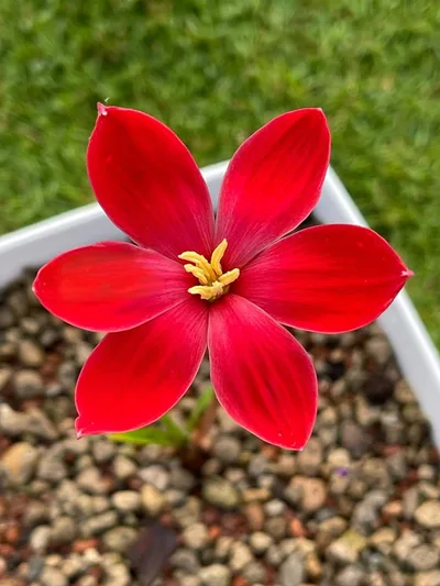 Rain Lily Heart flutter — thumbnail 1